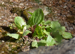 Erythranthe unimaculata (Erythranthe unimaculata)