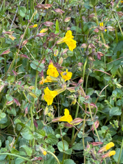 Erythranthe unimaculata (Erythranthe unimaculata)