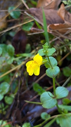Erythranthe unimaculata (Erythranthe unimaculata)