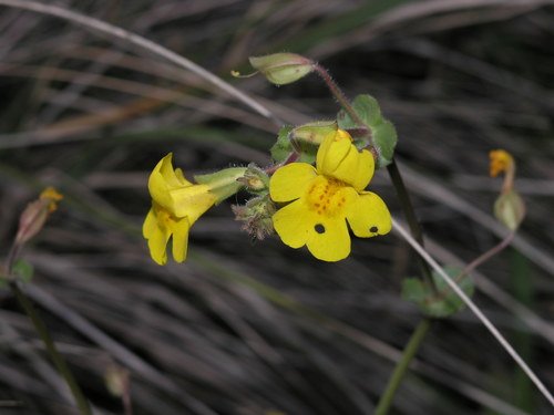 Erythranthe unimaculata (Erythranthe unimaculata)
