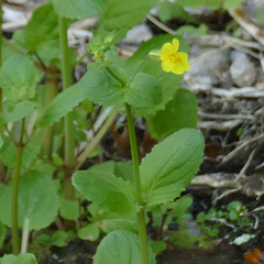 Erythranthe unimaculata (Erythranthe unimaculata)
