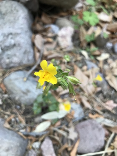 Erythranthe unimaculata (Erythranthe unimaculata)