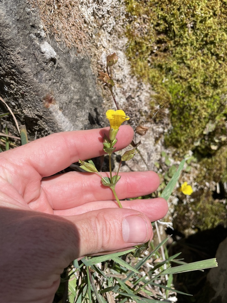 Erythranthe unimaculata (Erythranthe unimaculata)