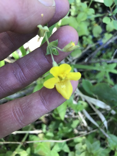 Erythranthe unimaculata (Erythranthe unimaculata)