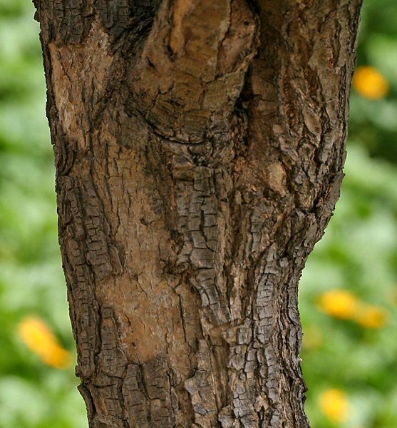 Cockspur coral tree: Cockspur Coral Tree Erythrina crista-galli in Hyderabad , India .