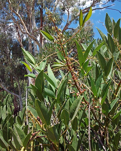 Cockspur coral tree: Cockspur Coral Tree (Erythrina crista-galli) leaves and new flower steam. Photographed on the banks of the Wollundry Lagoon in Wagga Wagga, New South Wales.