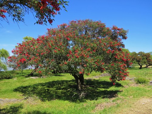 Cockspur coral tree