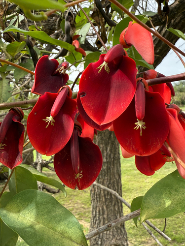 Cockspur coral tree (Erythrina crista-galli)