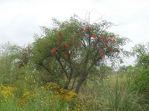 Cockspur coral tree: Cockspur coral tree