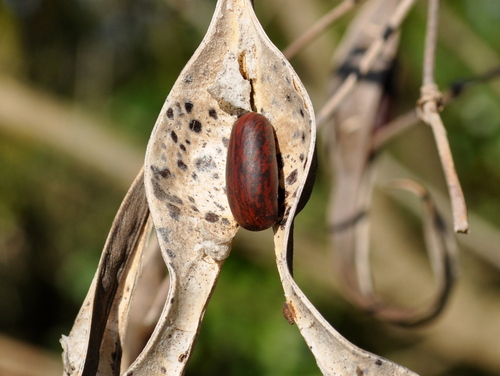 Cockspur coral tree (Erythrina crista-galli)