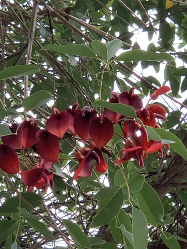 Cockspur coral tree (Erythrina crista-galli)