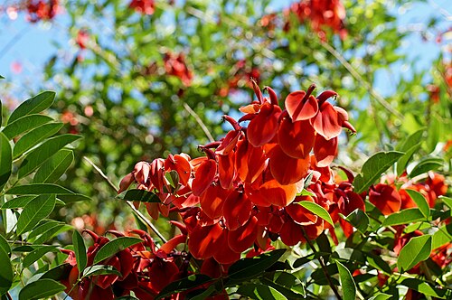 Cockspur coral tree: tree native to South America, the national tree of Argentina and Uruguay, where it is called 'Ceibo'. Photographed at picnic area at Mount Coot-tha, Brisbane Au