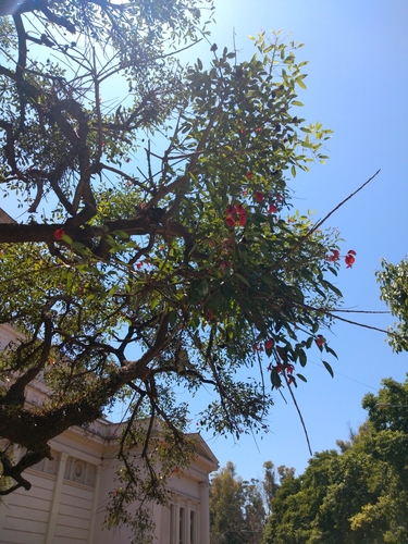 Cockspur coral tree (Erythrina crista-galli)
