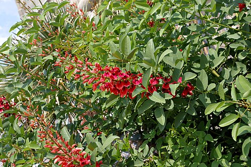 Cockspur coral tree: Cockspur Coral Tree