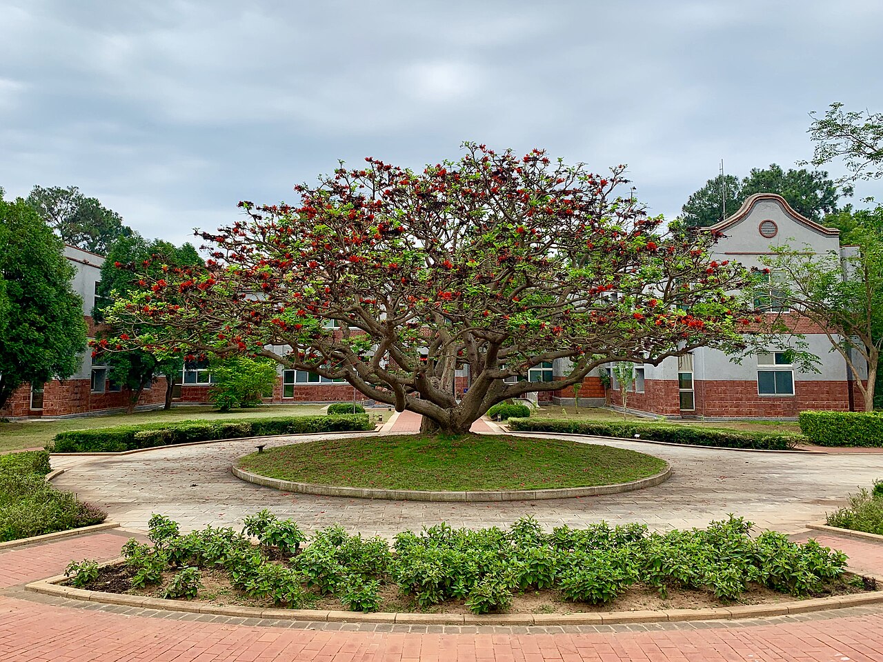 Tiger's claw: 位在金門國家公園裡的刺桐樹