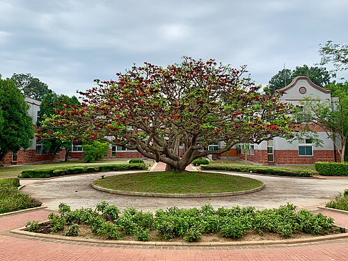 Tiger's claw: 位在金門國家公園裡的刺桐樹