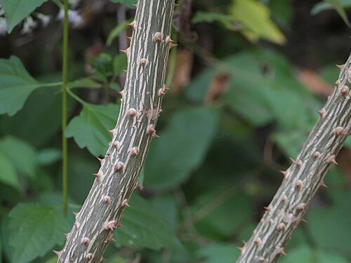 Tiger's claw: Indian coral tree