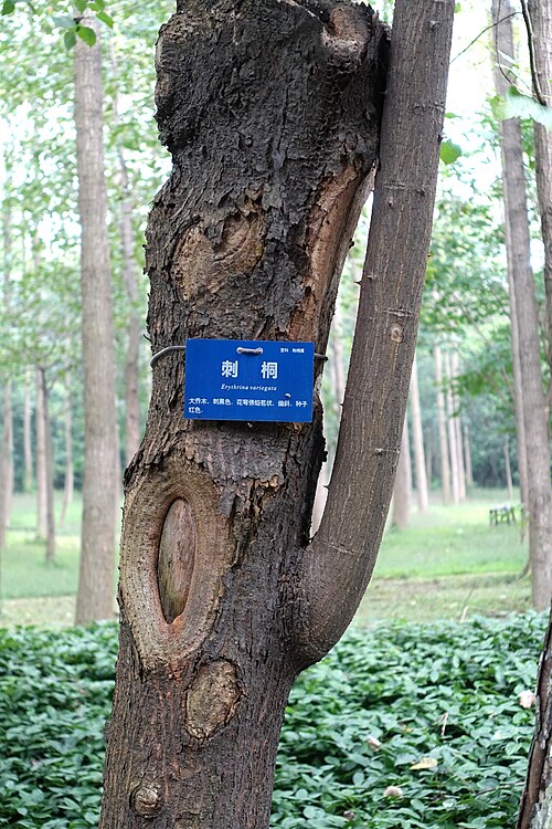 Tiger's claw: Botanical specimen in the Chengdu Botanical Garden - Chengdu, China.