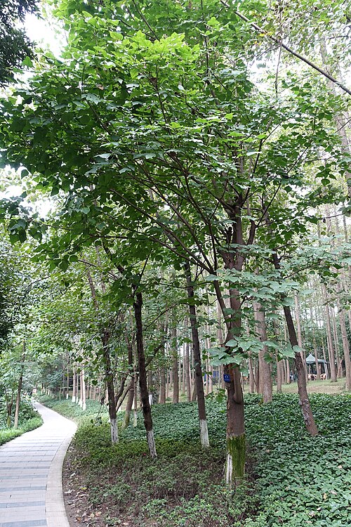 Tiger's claw: Botanical specimen in the Chengdu Botanical Garden - Chengdu, China.