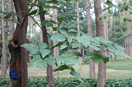 Tiger's claw: Botanical specimen in the Chengdu Botanical Garden - Chengdu, China.