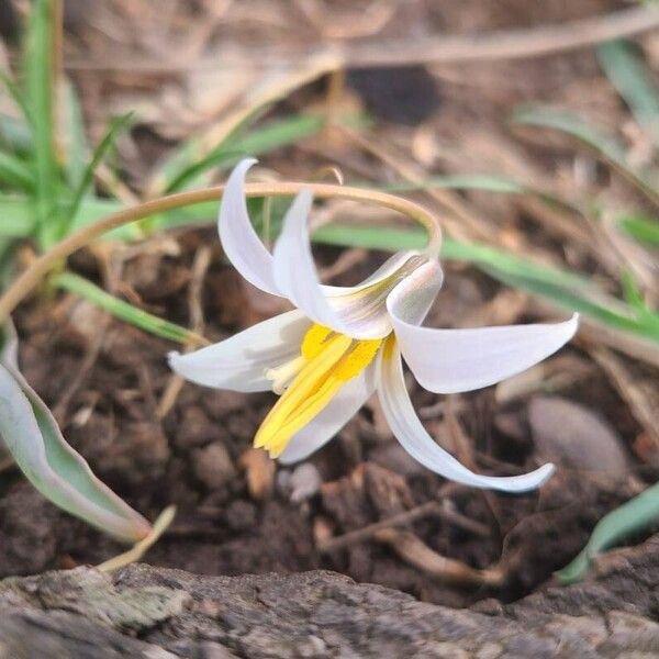 White fawnlily (Erythronium albidum)