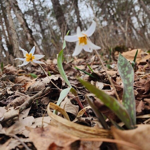 White fawnlily (Erythronium albidum)