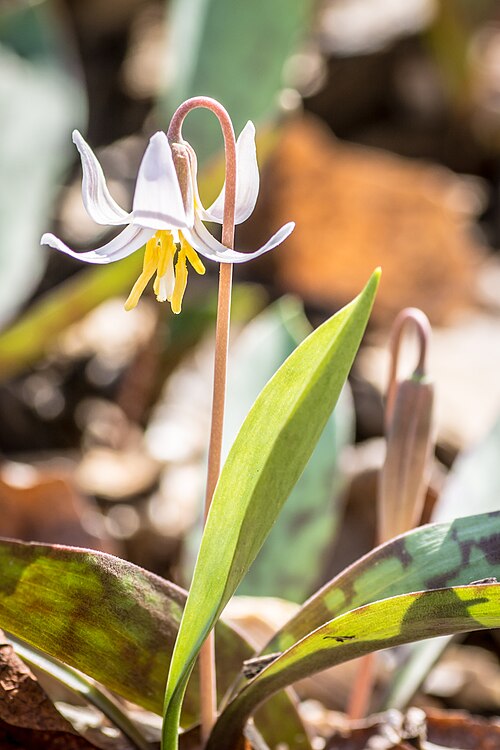 White fawnlily: Hueston Woods State Park, College Corner, Ohio