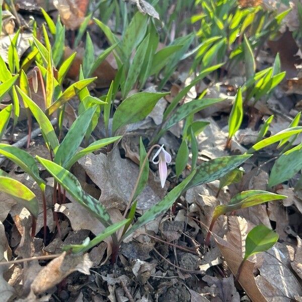 White fawnlily (Erythronium albidum)