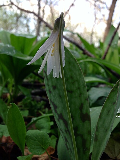 White fawnlily: Photo of Erythronium albidum in flower. This is a native plant growing wild in Scotts Run Nature Preserve, Fairfax county Virginia, USA. This species is a membe
