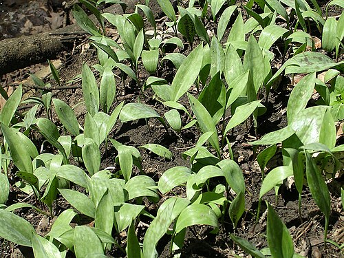 White fawnlily: The Morton Arboretum (East Woods) in Lisle, Illinois.