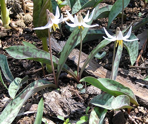 White fawnlily: White Adder's Tongue, White Trout Lily, White Dog-tooth Violet
