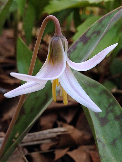 White fawnlily: Erythronium albidum , C & O Canal Lock 6, 4/10/13