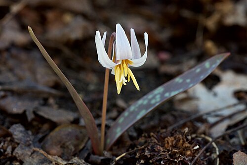White fawnlily: Species from eastern North America Photographed at The Nature Conservancy's Smith Creek Preserve in Newton County, Arkansas