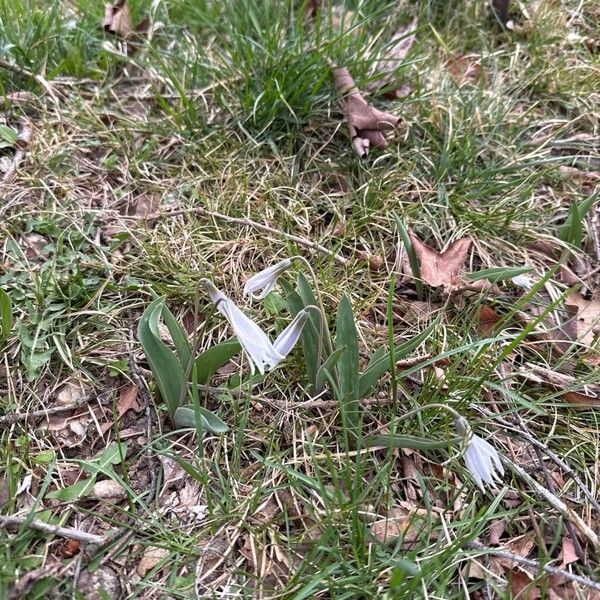 White fawnlily (Erythronium albidum)