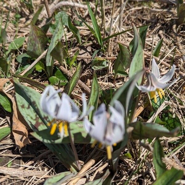 White fawnlily (Erythronium albidum)