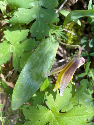 Dogtooth violet (Erythronium americanum)