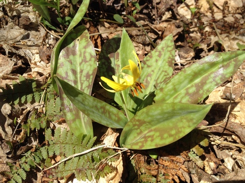Dogtooth violet (Erythronium americanum)