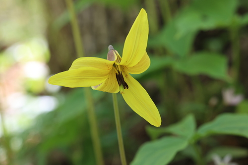 Dogtooth violet (Erythronium americanum)