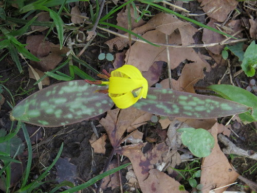 Dogtooth violet (Erythronium americanum)