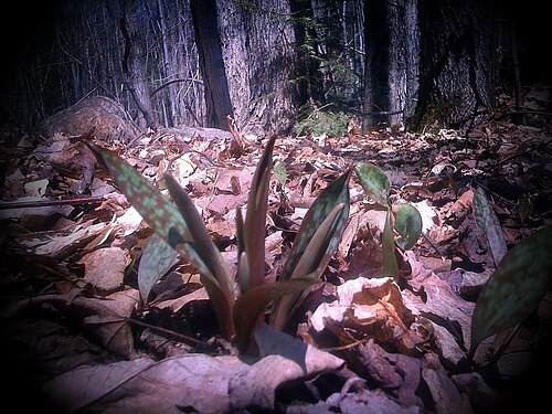 Dogtooth violet: Wikipedia : Plante des forêts mixtes et feuilles, l'érythrone d'Amérique se retrouve sur la côte est des États-Unis, jusqu'au Grands Lacs et en bordure du Fleuv