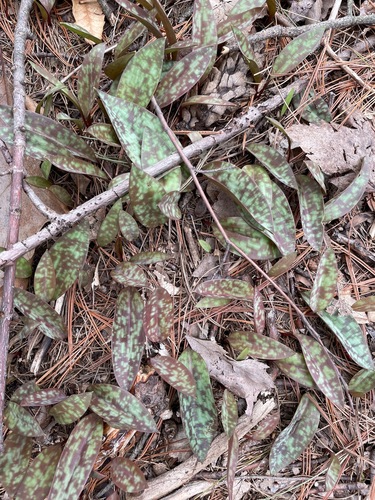 Dogtooth violet (Erythronium americanum)