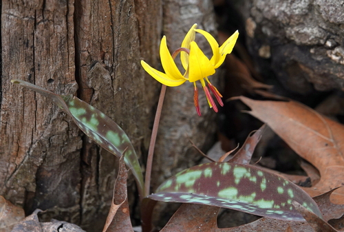 Dogtooth violet (Erythronium americanum)