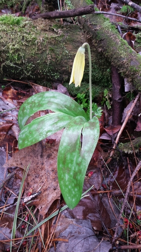 Dogtooth violet (Erythronium americanum)
