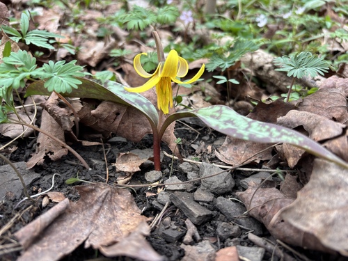 Dogtooth violet (Erythronium americanum)