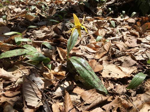 Dogtooth violet (Erythronium americanum)