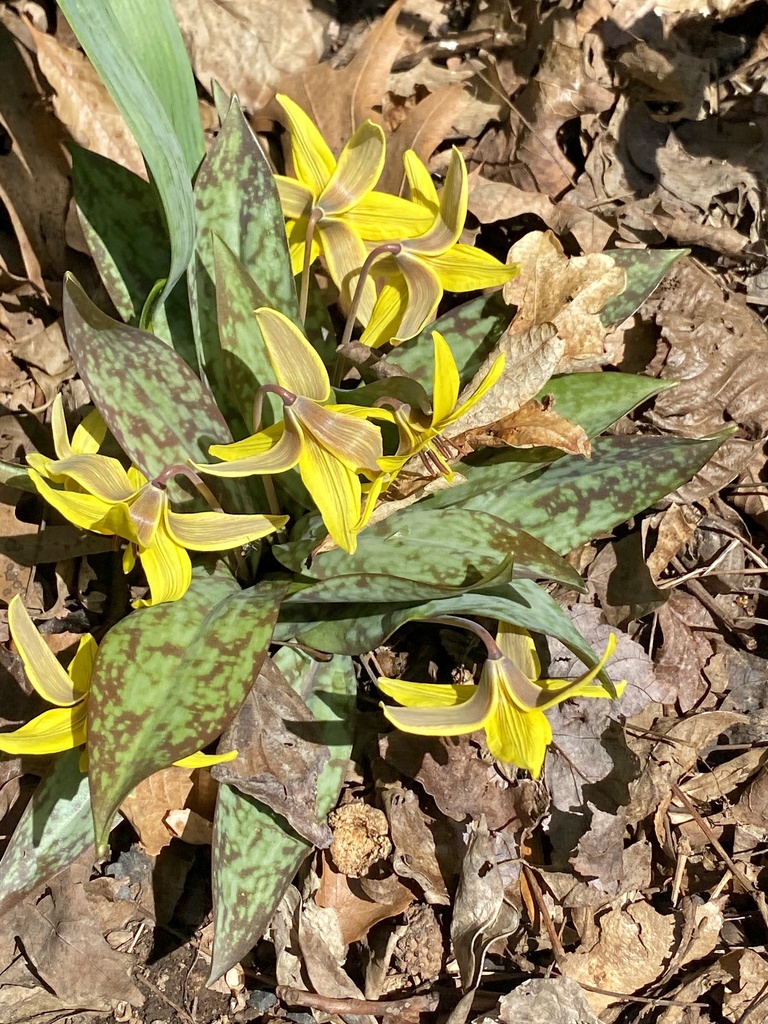 Dogtooth violet (Erythronium americanum)