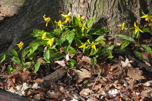 Dogtooth violet (Erythronium americanum)