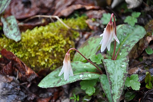 Erythronium caucasicum: Taken in Bokva