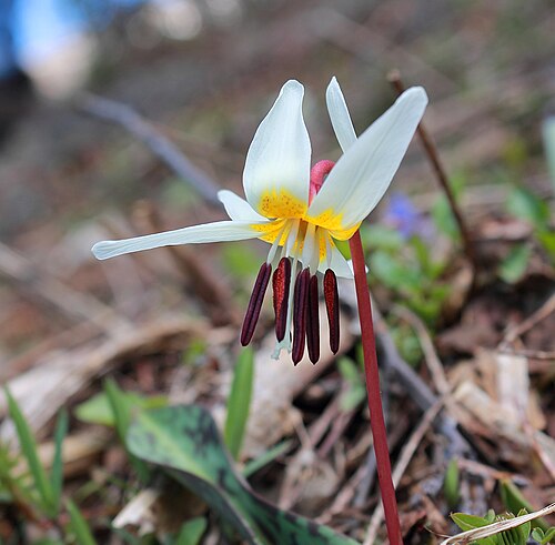 Erythronium caucasicum: Erythronium caucasicum Woronow . Wild-growing plant of the Sochi National park. It is included in the Red List . The picture is made in the Subalpine-Alpine Zon