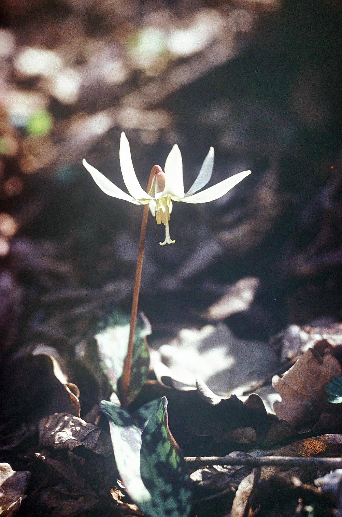 Erythronium caucasicum: Taken in Kvashchiethi
